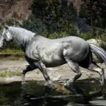 The-Updated-Nokota-Horse3
