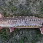 Upscaled-Fish2