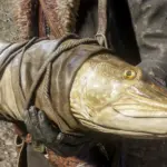Upscaled-Fish3