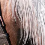 Upscaled-Horses3