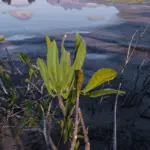 Upscaled Vegetation V2.03