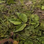 Upscaled Vegetation V2.04