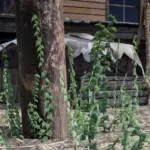 Upscaled Vegetation V2.05