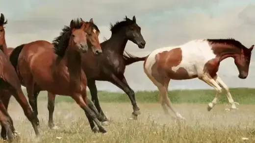 Western-Gang-Horse-1024x292-1