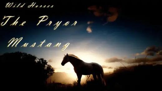 Wild-Horses-The-Pryor-Mustang-1024x574-1