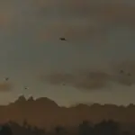 Wildlife Overhaul Mod3