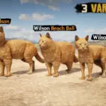Wilson - Orange Cats in RDR22