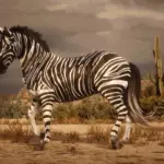 Zebra3