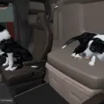 dog-with-animation-v158