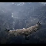 Eagle Transformation