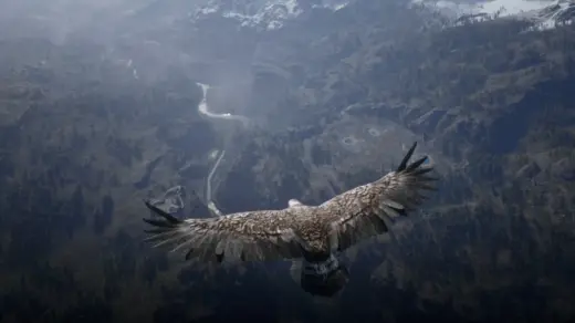 Eagle Transformation
