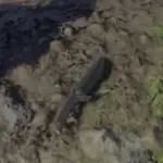 Black Jawbone Knife4