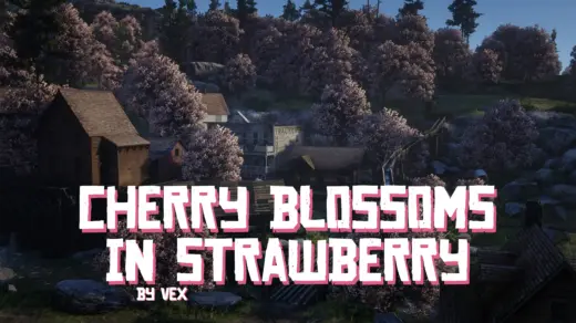 Cherry Blossoms in Strawberry