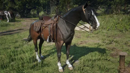 Dark Bay Horse with Blaze and 4 White Socks