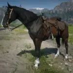 Dark Bay Horse with Blaze and 4 White Socks2