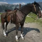 Dark Bay Horse with Blaze and 4 White Socks3