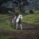 Horse Variety4