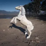 Majestic White Horse Coat
