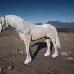 Majestic White Horse Coat3