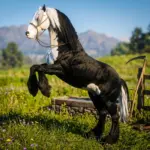 Monochrome Phantom Horse Coat2