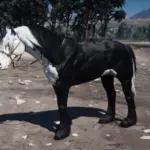 Monochrome Phantom Horse Coat3