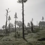 Rhodes Trees5