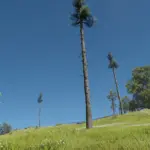 Rhodes Trees6