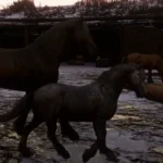 Dynamic Wildlife3